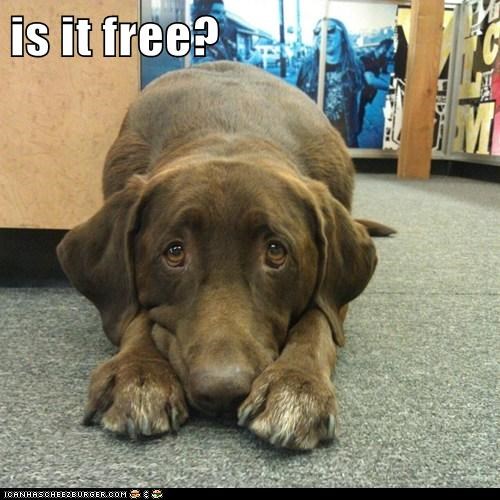 is it free?