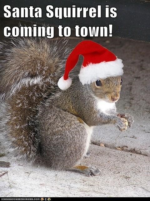 Santa Squirrel is coming to town!