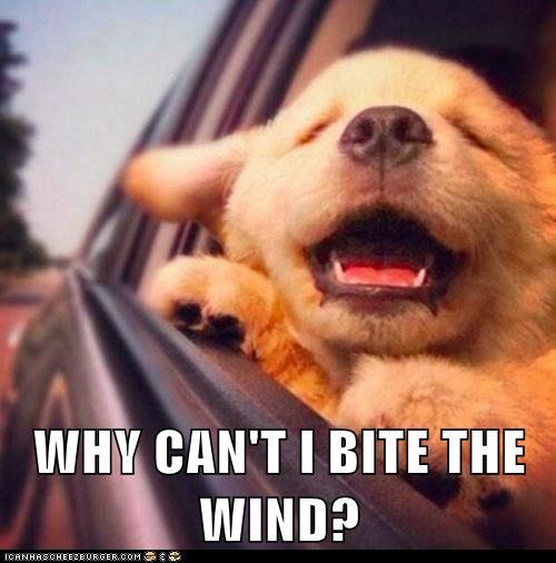 WHY CAN'T I BITE THE WIND?