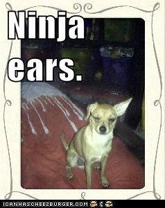 Ninja ears.