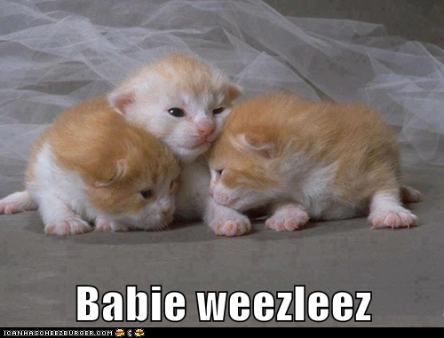 Babie weezleez