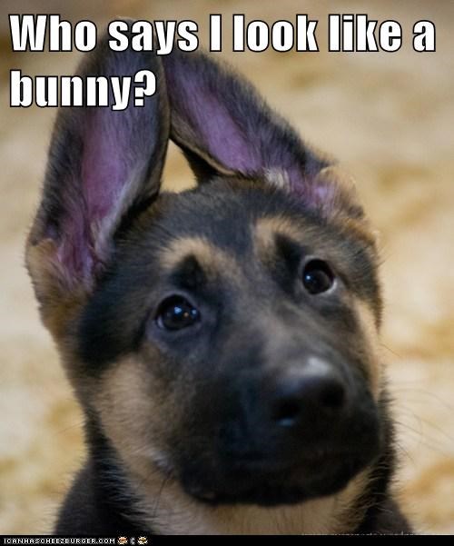 Who says I look like a bunny?