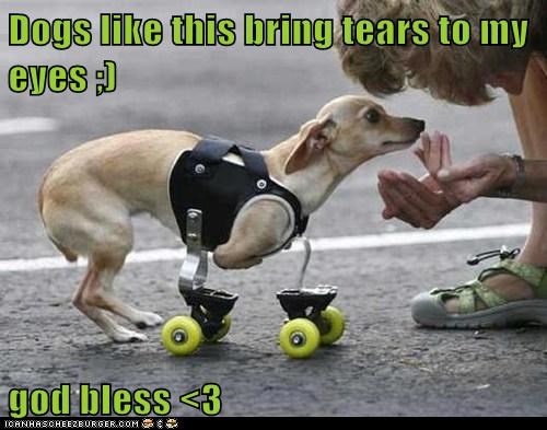 Dogs like this bring tears to my eyes ;)  god bless <3