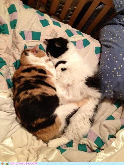Reader Squee: Eskimo Kisses! 