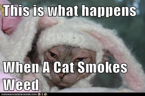 This is what happens  When A Cat Smokes Weed