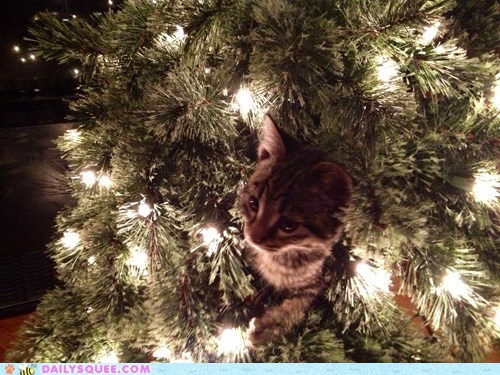 Holiday Reader Squee: Trooper's Xmas tree