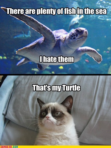Grumpy Turtle Does Not Approve.