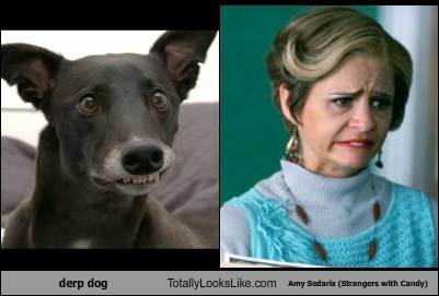 Derp Dog Totally Looks Like Amy Sedaris (Strangers with Candy)