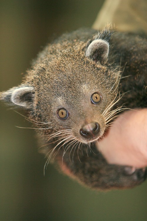 Squee Spree: Bearcat Barely Victorious! 