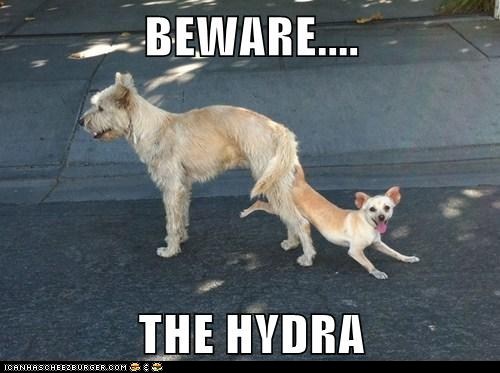 Beware the HYDRA!!!