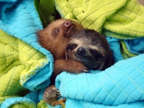 Huggles 