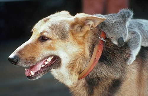 Interspecies Love: Hang On Tight 