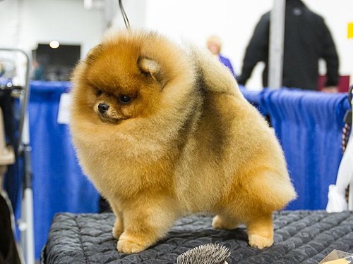 Around the Interwebs: Behind the Scenes at the 2012 National Dog Show