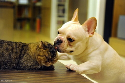 Kittehs R Owr Friends: Ai gibs u a kiss! 