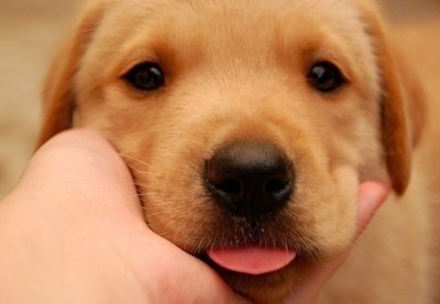 Cyoot Puppy ob teh Day: Widdle Punim 