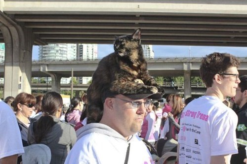 Oh, HAT! I Thought You Said CAT!