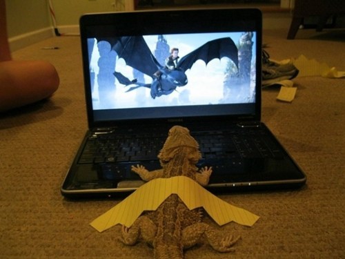 Training Your Bearded Dragon WIN