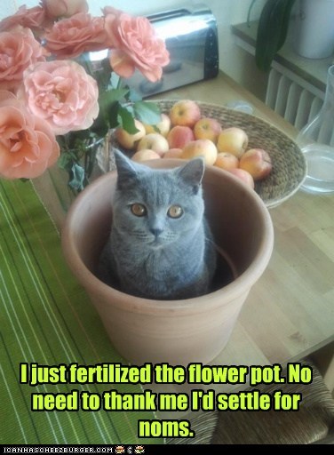 I just fertilized the flower pot. No need to thank me I'd settle for noms.