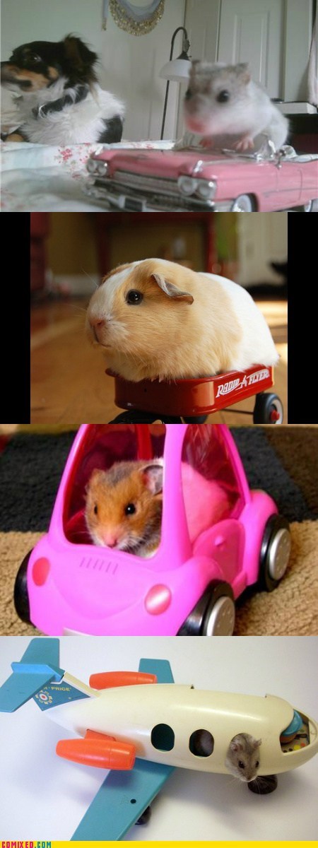 Parade news- the Gerbils on Wheels contingent was arrived