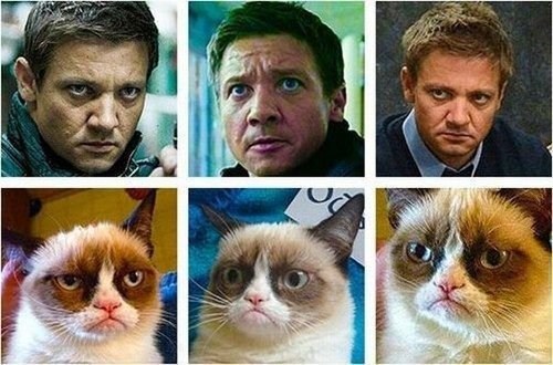 Doppleganger of the Day: Jeremy Renner & Grumpy Cat
