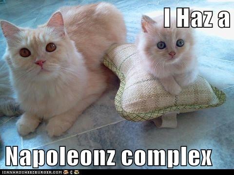 I Haz a  Napoleonz complex