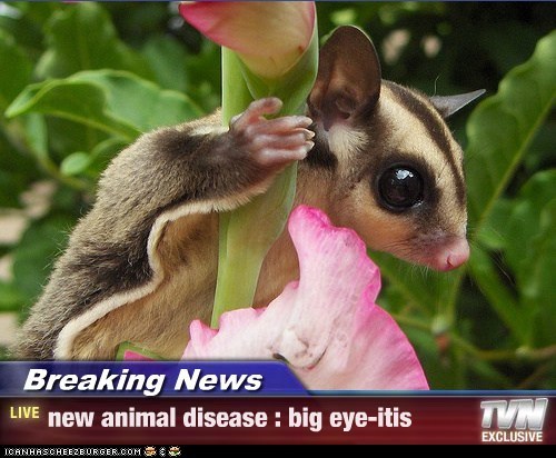 Breaking News - new animal disease : big eye-itis