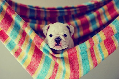 Cyoot Puppy ob teh Day: Hammock 