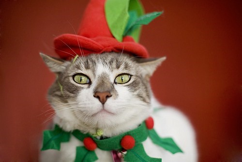 The 25 Days of Catmas: Spreading Good Tidings and Fear... I Mean Cheer!