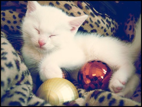 The 25 Days of Catmas: The Ornament Thief