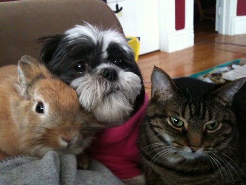 Interspecies Love: Interspecies Family 
