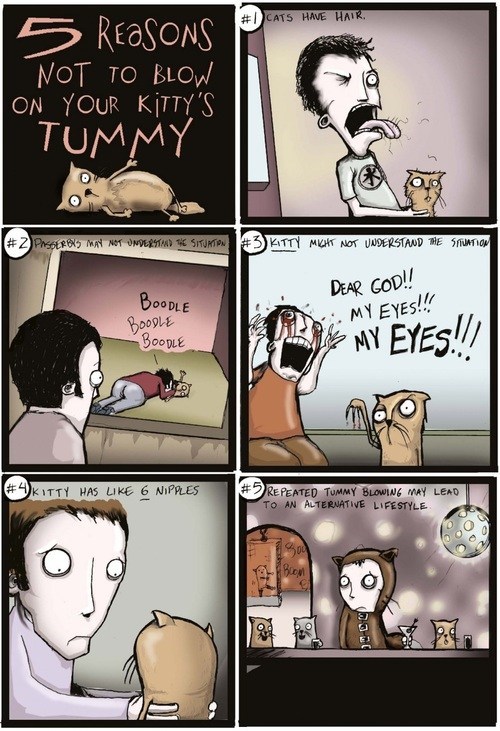 Five Reasons Not to Blow on Your Kitty's Tummy