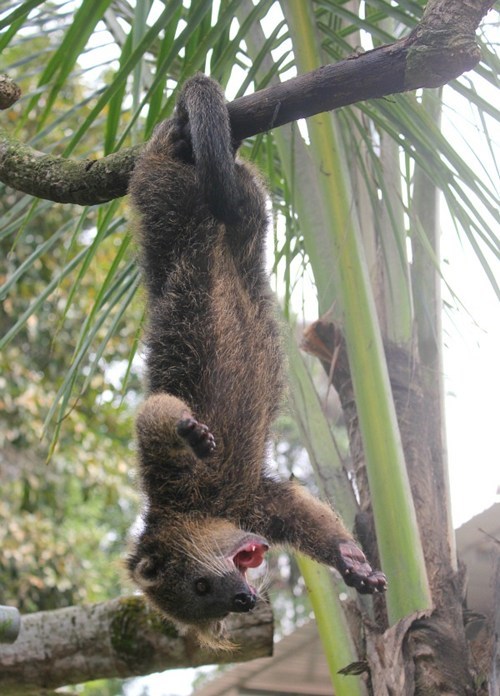 Happy Hanging Binturong