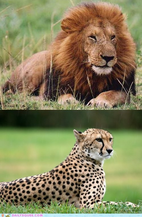 Squee Spree: Lion vs. Cheetah 