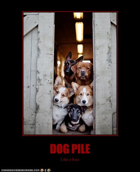 DOG PILE