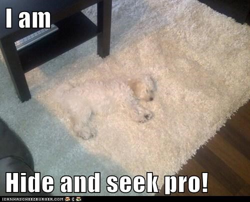 I am  Hide and seek pro!
