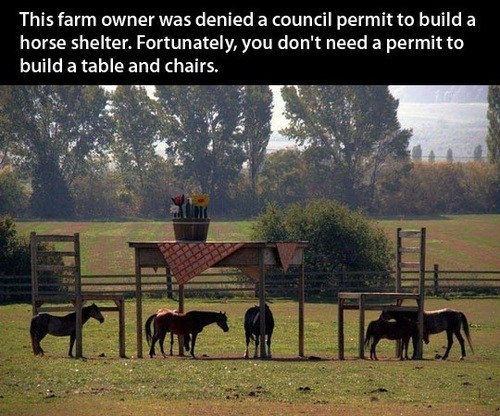 Those are Some Tiny Horses!