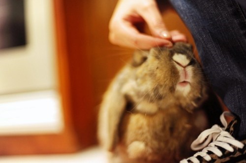 Bunday: Up Close and Cuddly 