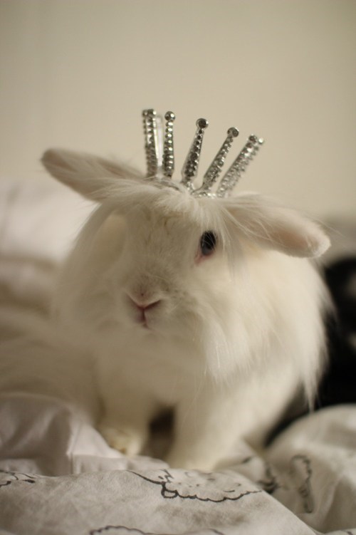 Bunday: Queen Bun 