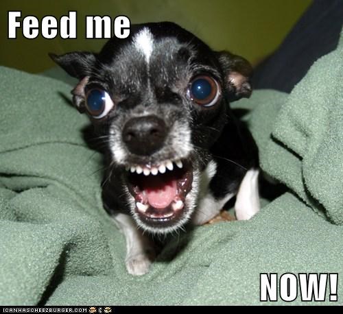 Feed me  NOW!
