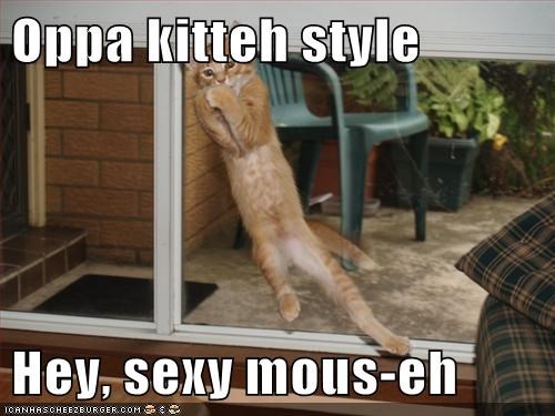 Oppa kitteh style  Hey, sexy mous-eh