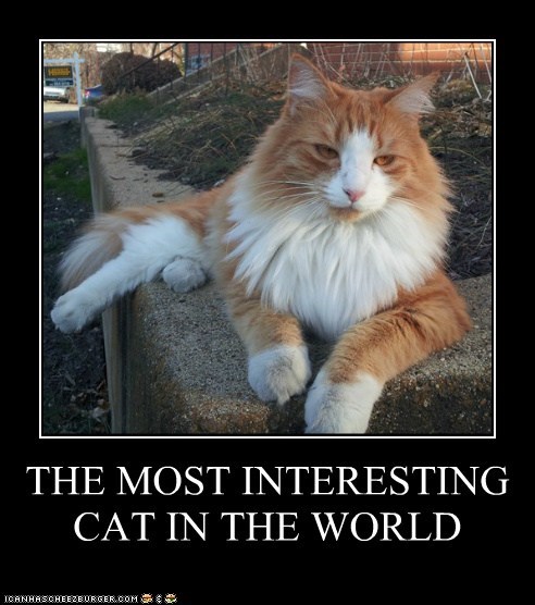 THE MOST INTERESTING CAT IN THE WORLD