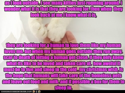 as i look outside , i see many kitties just roqming around. i wonder what it is that they are looking for. then when  they look back at me i know what it is,      they are looking for a human to love them like my human loves me. but when my human goes out