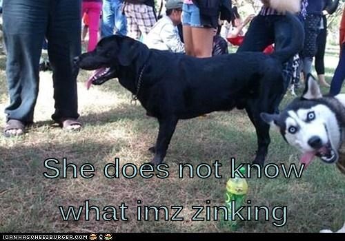 She does not know what imz zinking