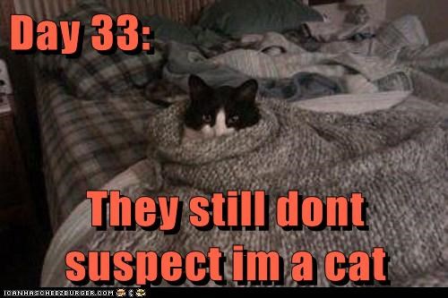 Day 33:  They still dont suspect im a cat