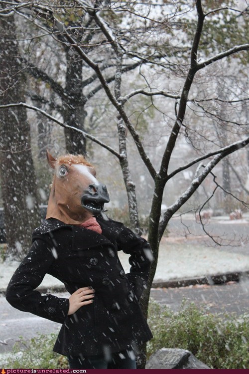 Fabulous Horse is Fabulous
