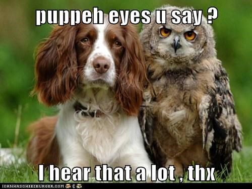 puppeh eyes u say ?  I hear that a lot , thx