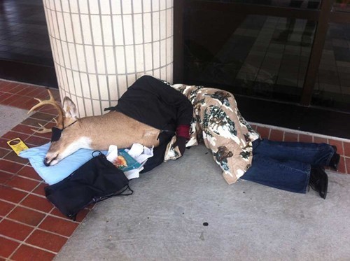 Homeless Deer
