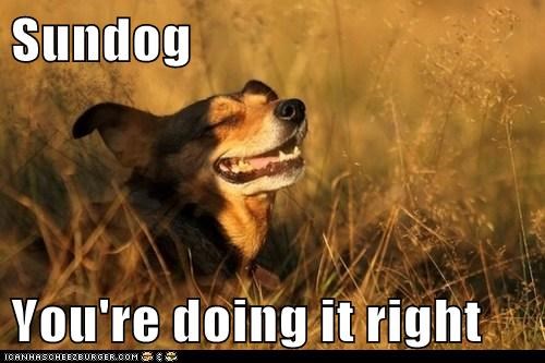 Happy Sundog! 