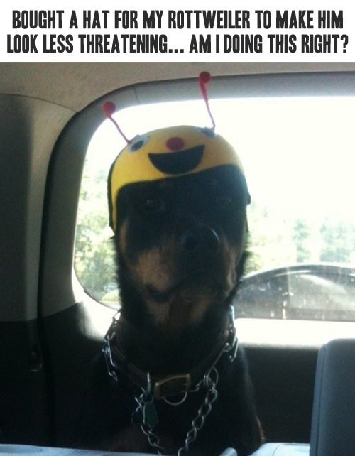 Who's a Big, Scary Doggy?!