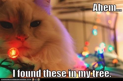 On the 9th Day of Catmas my True Love Gave to Me...